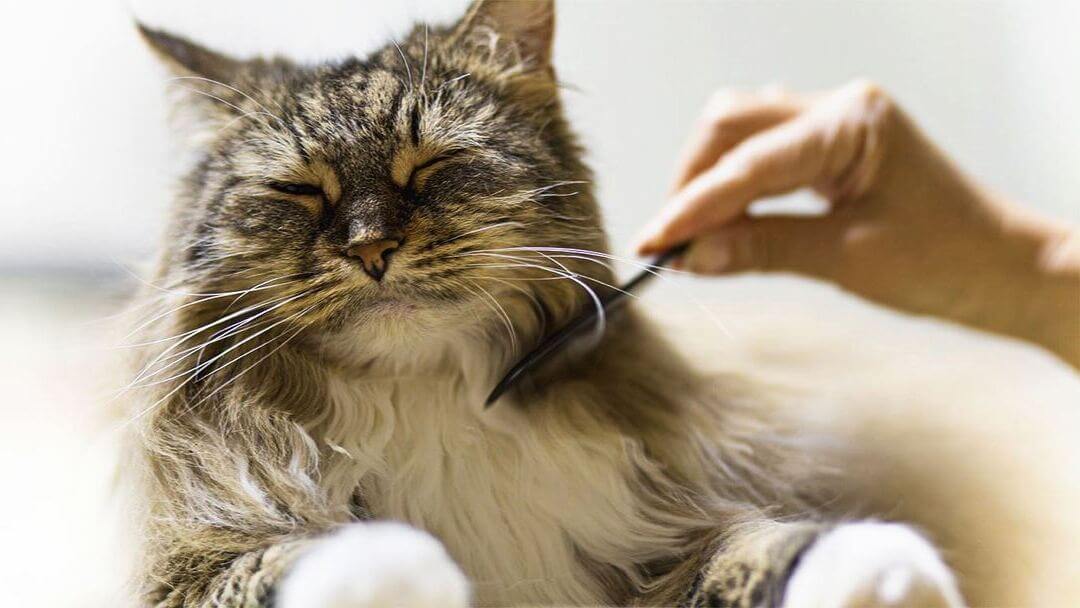 Cat losing hair on both sides hot sale of body